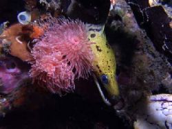 Spotface moray eel dressed for a party.
Lembeh, Indonesi... by Yves Antoniazzo 
